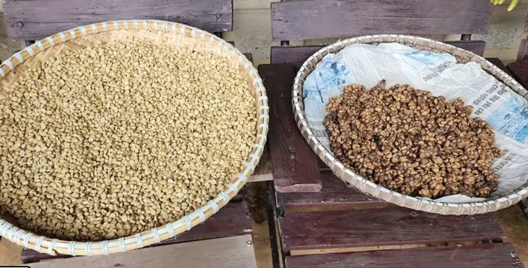 Trại Hầm Weasel Coffee — Da Lat, Weasel coffee farm · tasting