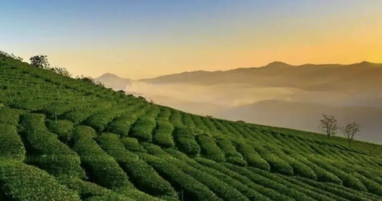 Cầu Đất Tea Hill — Da Lat, Plantation · oldest in Indochina