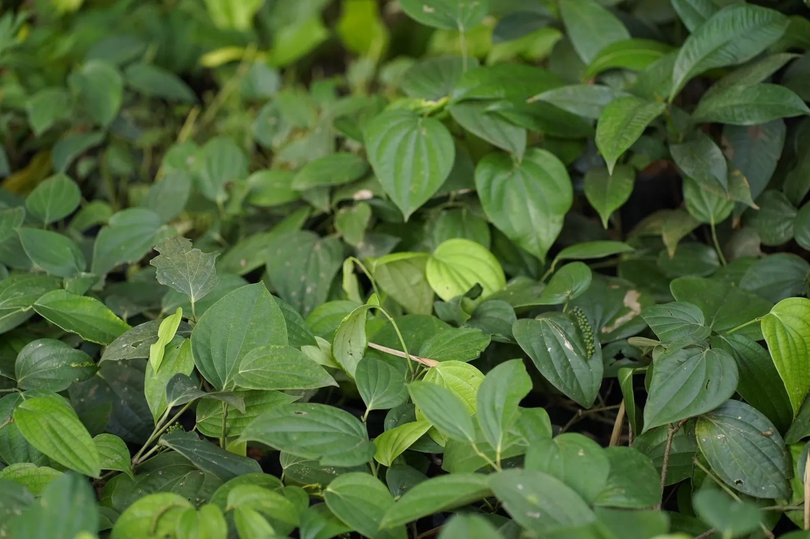 Close-up of green pepper vines growing on a plantation