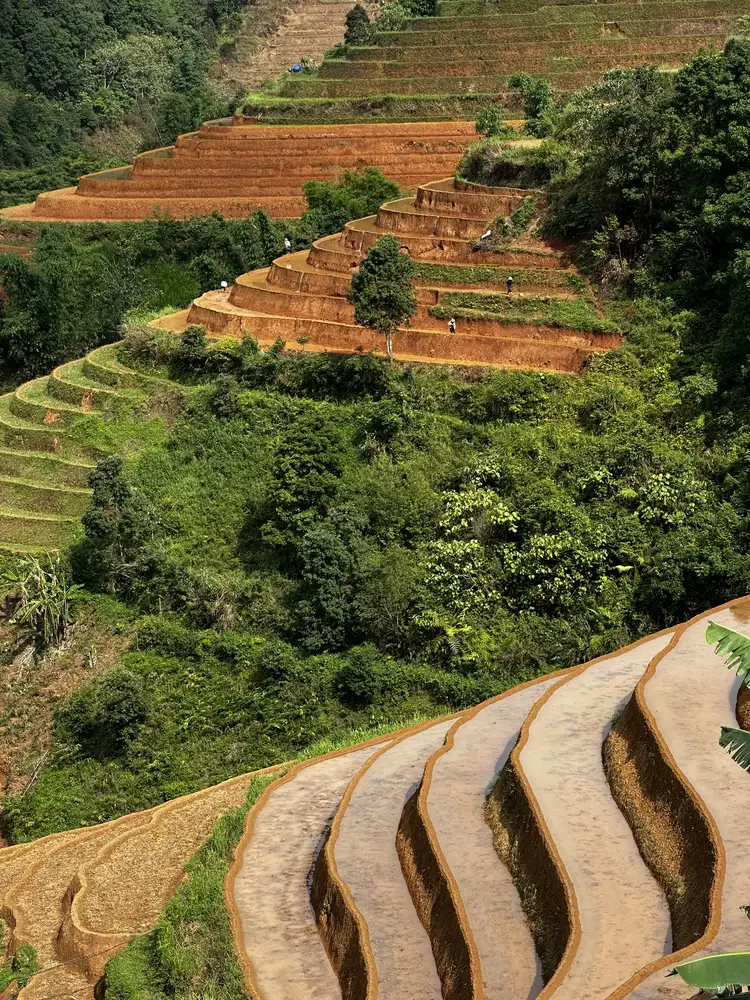 Curved silver rice terraces on a misty mountain slope
