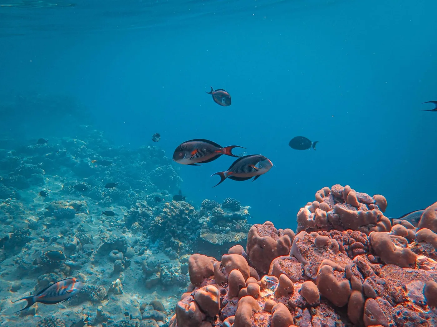 Tropical fish swimming past colorful coral formations in clear blue water