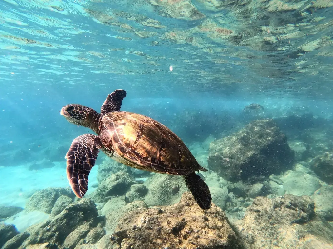 Green sea turtle swimming just below the surface over a coral reef