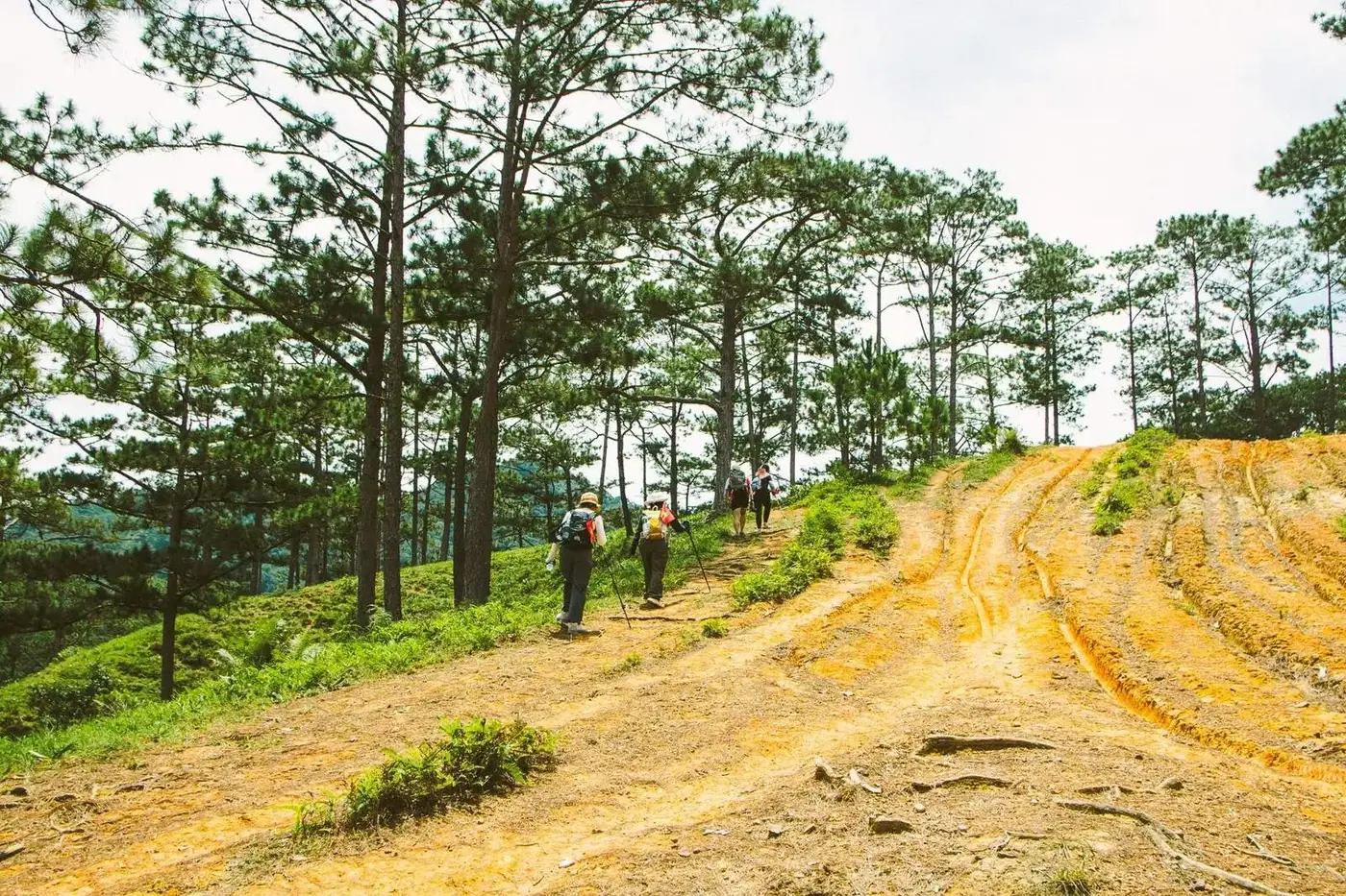 Hikers walking through pine forest in Lam Dong province