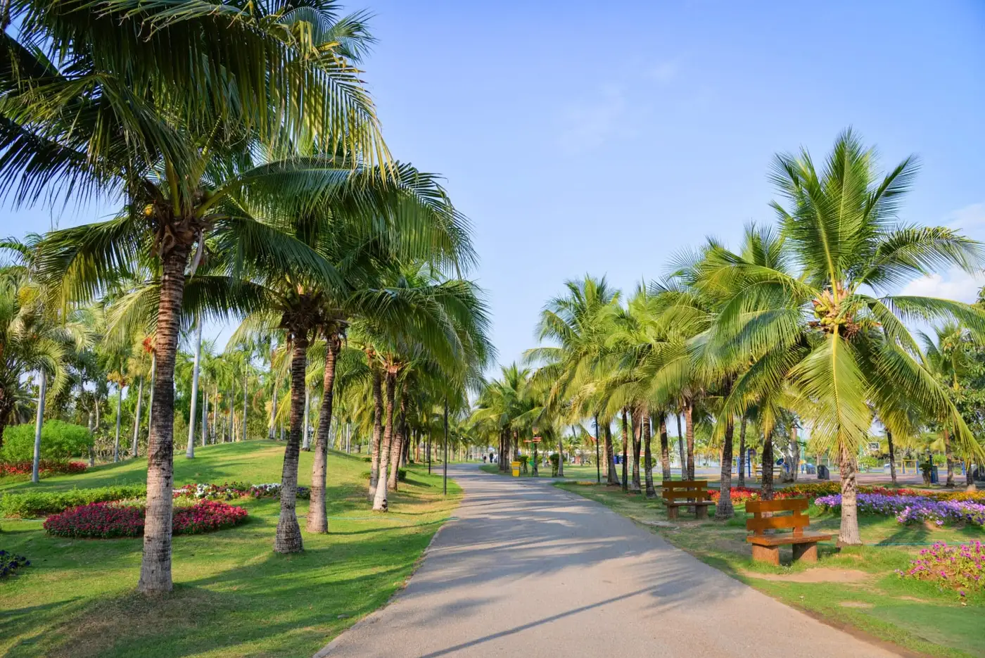 Paved path winding through a palm park with flower beds