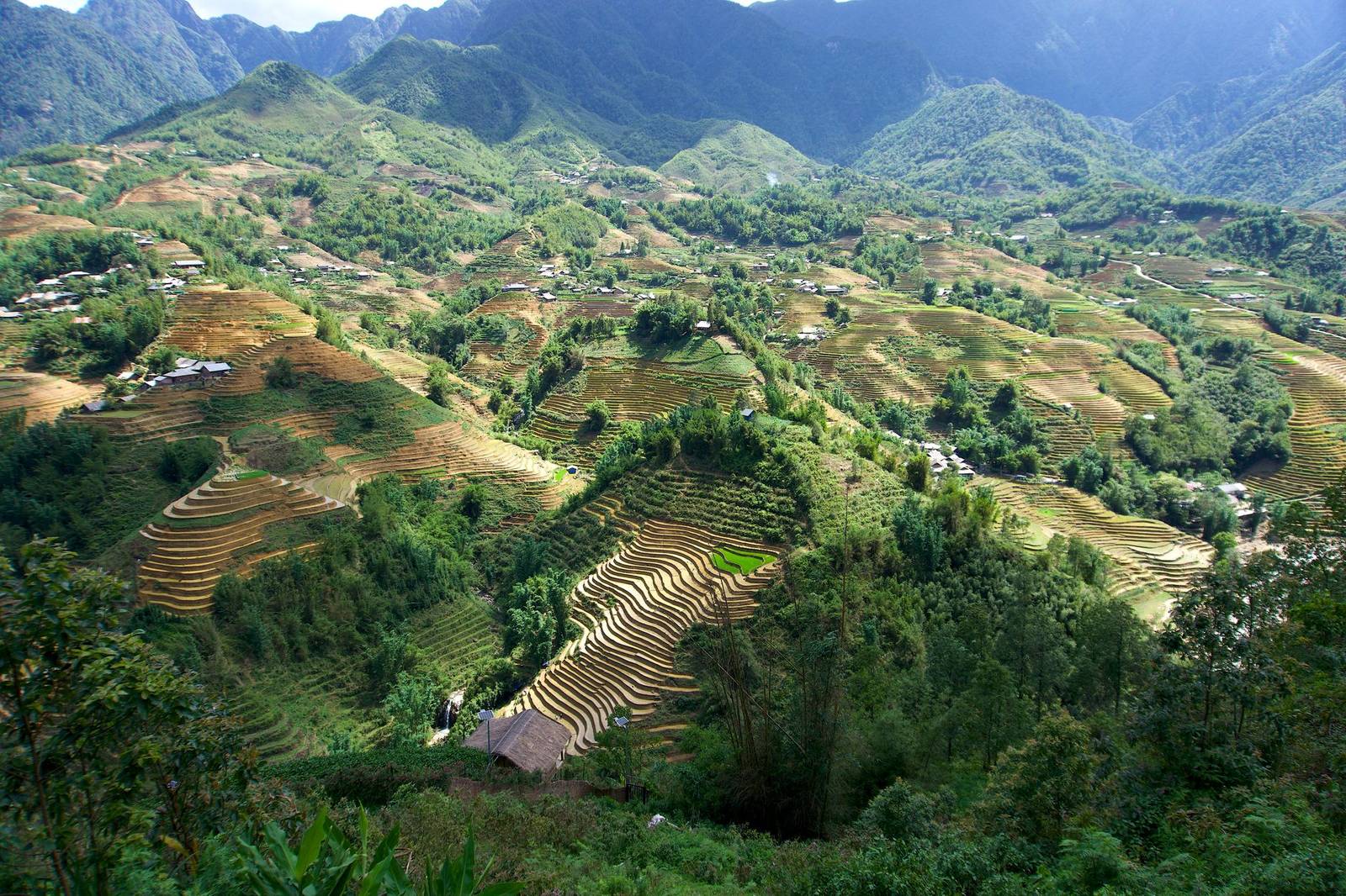 Terraced rice fields cascading down green mountains near Sa Pa in northern Vietnam