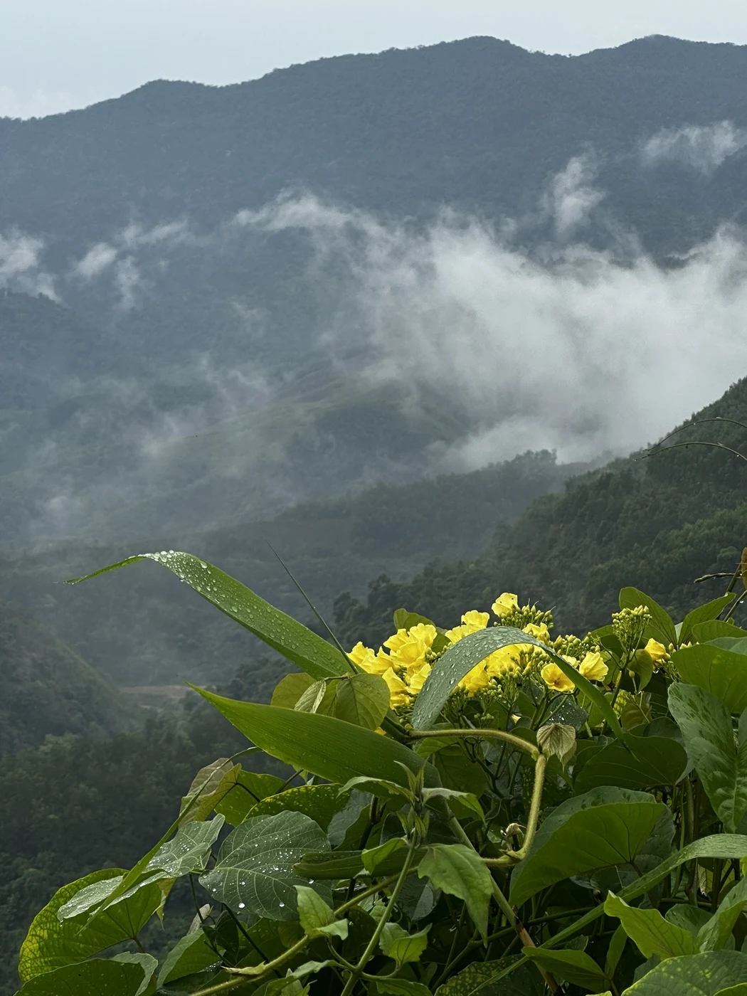Yellow flowers with dew drops in front of misty mountains in the Hue area