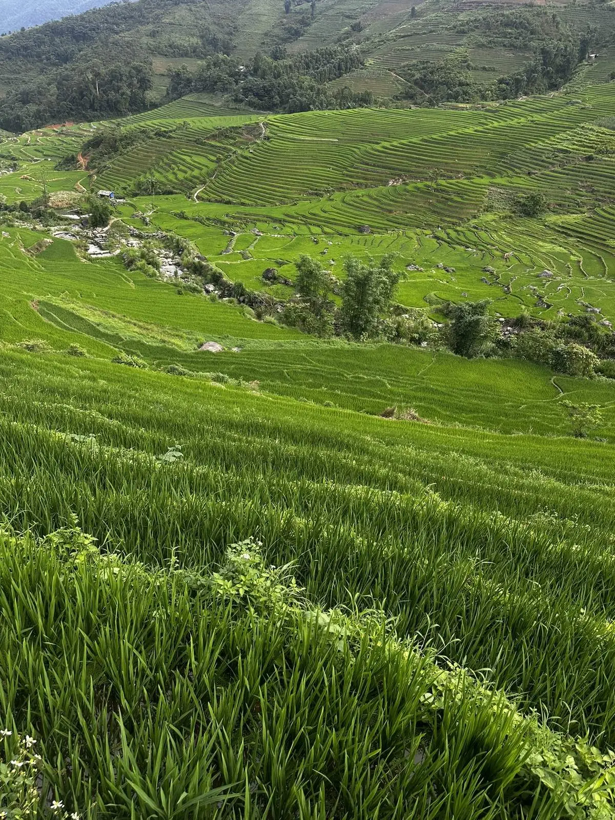 Rice terraces on a mountainside near Sapa in northern Vietnam