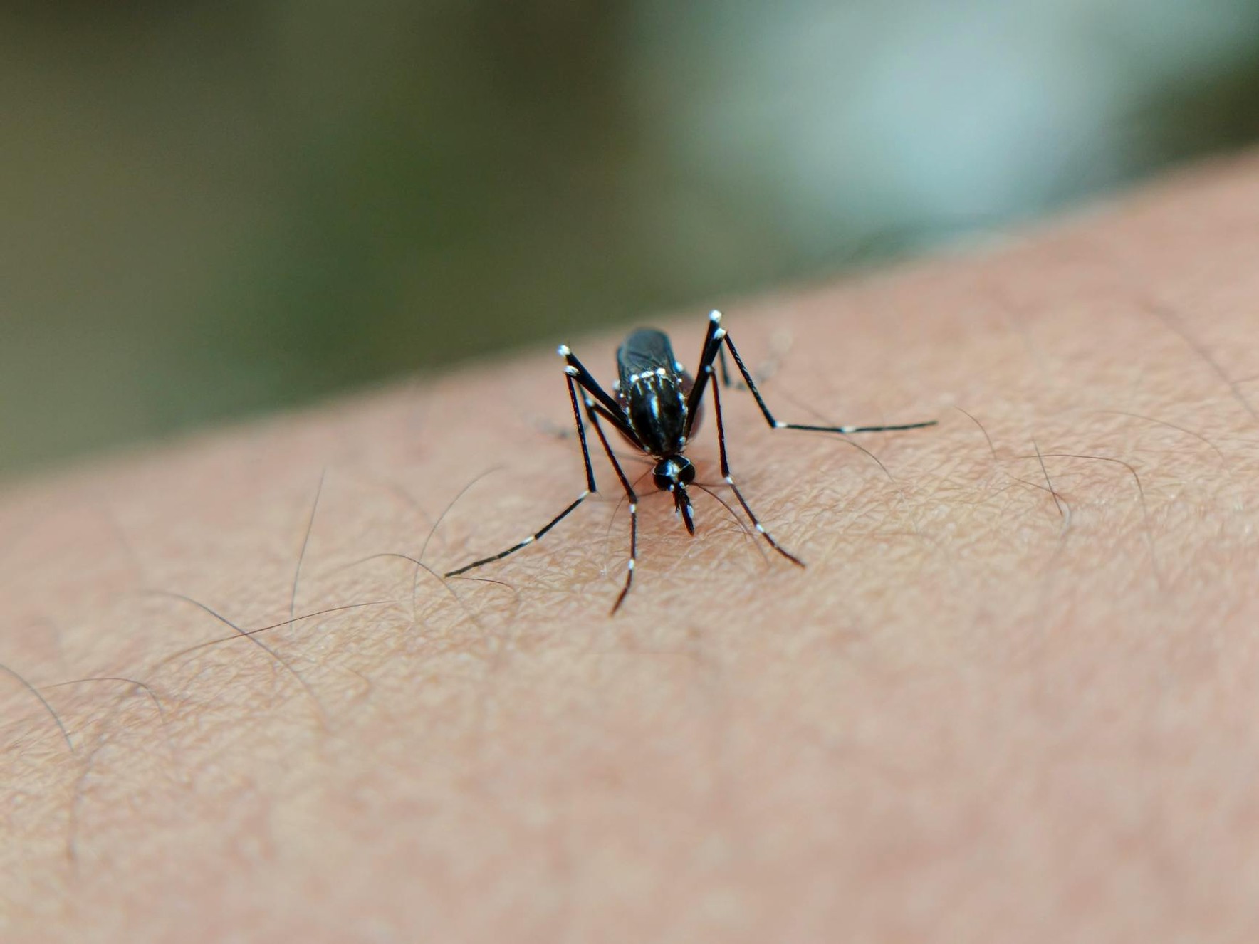Dengue prevention Vietnam — DEET repellent and mosquito protection tips