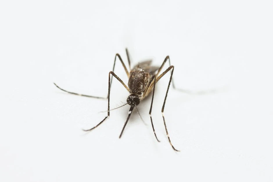 Mosquito standing on a white background in close-up