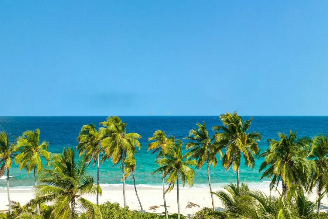 Row of coconut palms along a turquoise beach with white sand
