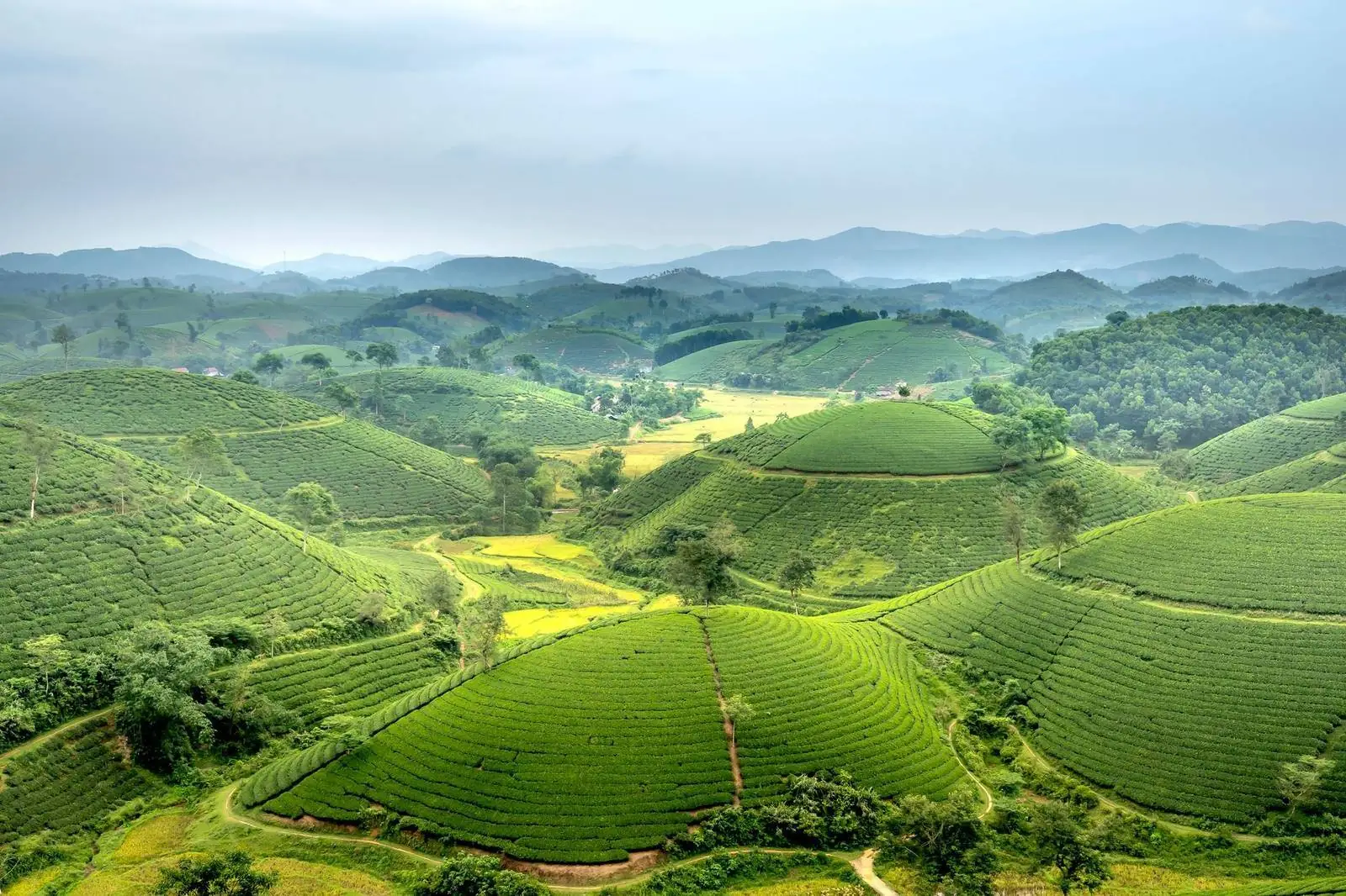 Terraced tea and coffee plantations on green hills in Vietnam highlands