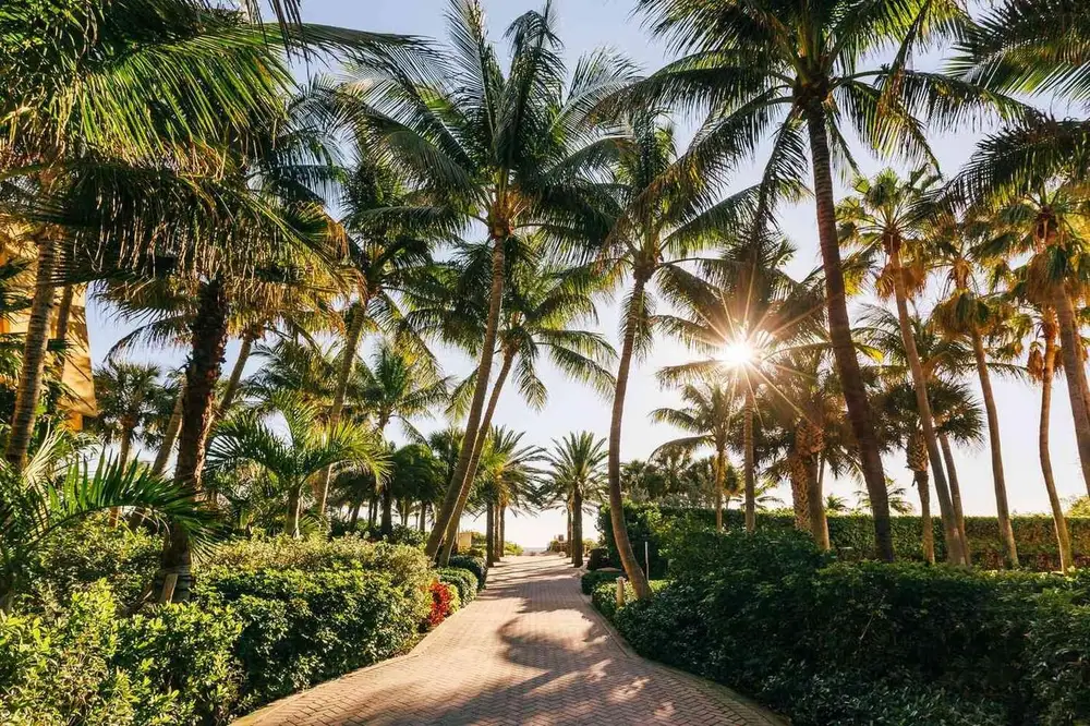 Sunlit alley of palms leading down to the beach