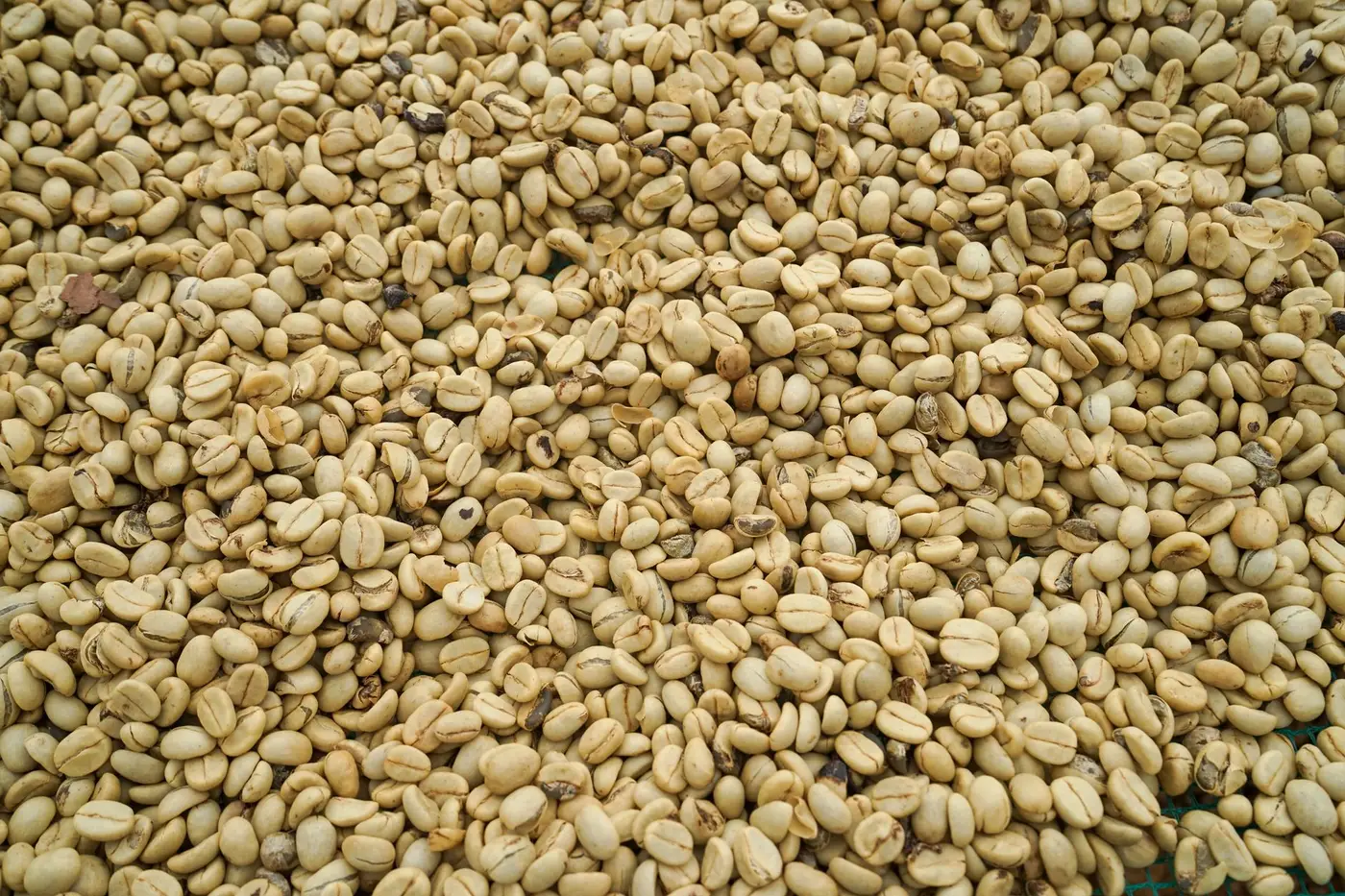 Heaps of green unroasted coffee beans drying in the sun