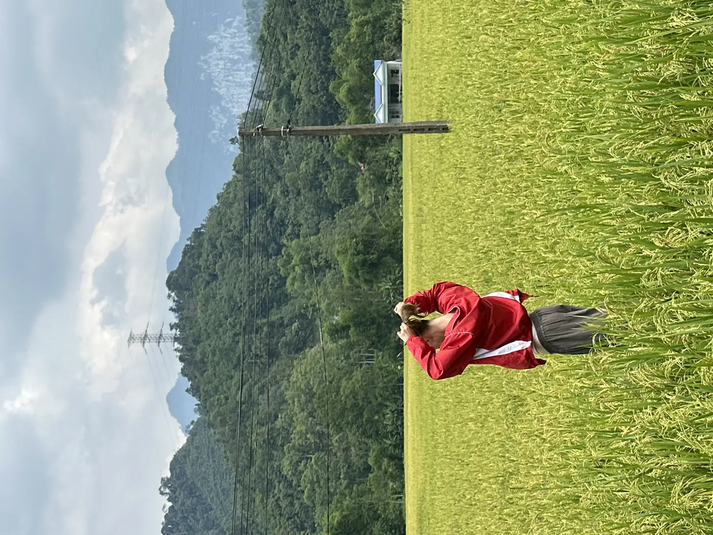 Traveler in a red jacket standing alone in a green rice field