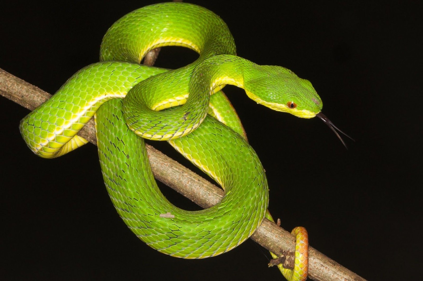 Dangerous Animals in Vietnam: Real Risks for Travelers