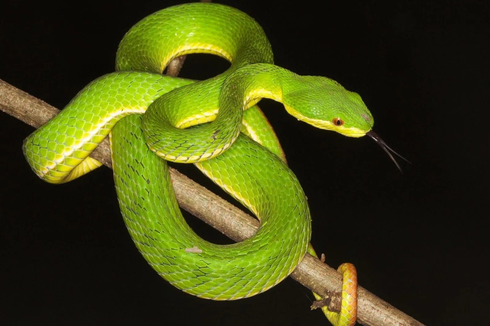 Dangerous Animals in Vietnam: Real Risks for Travelers