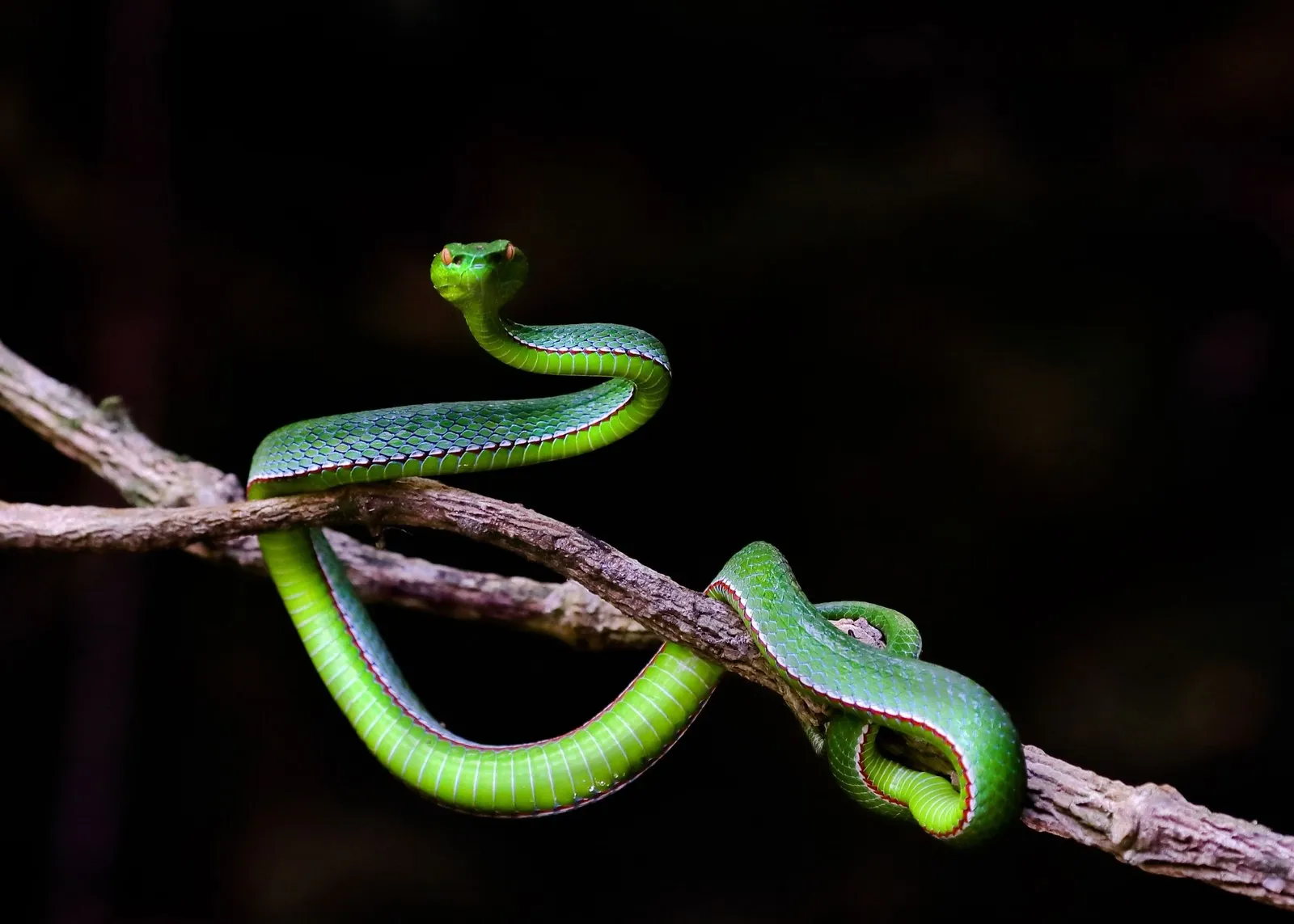 Green pit viper coiled on a branch — Vietnam jungle