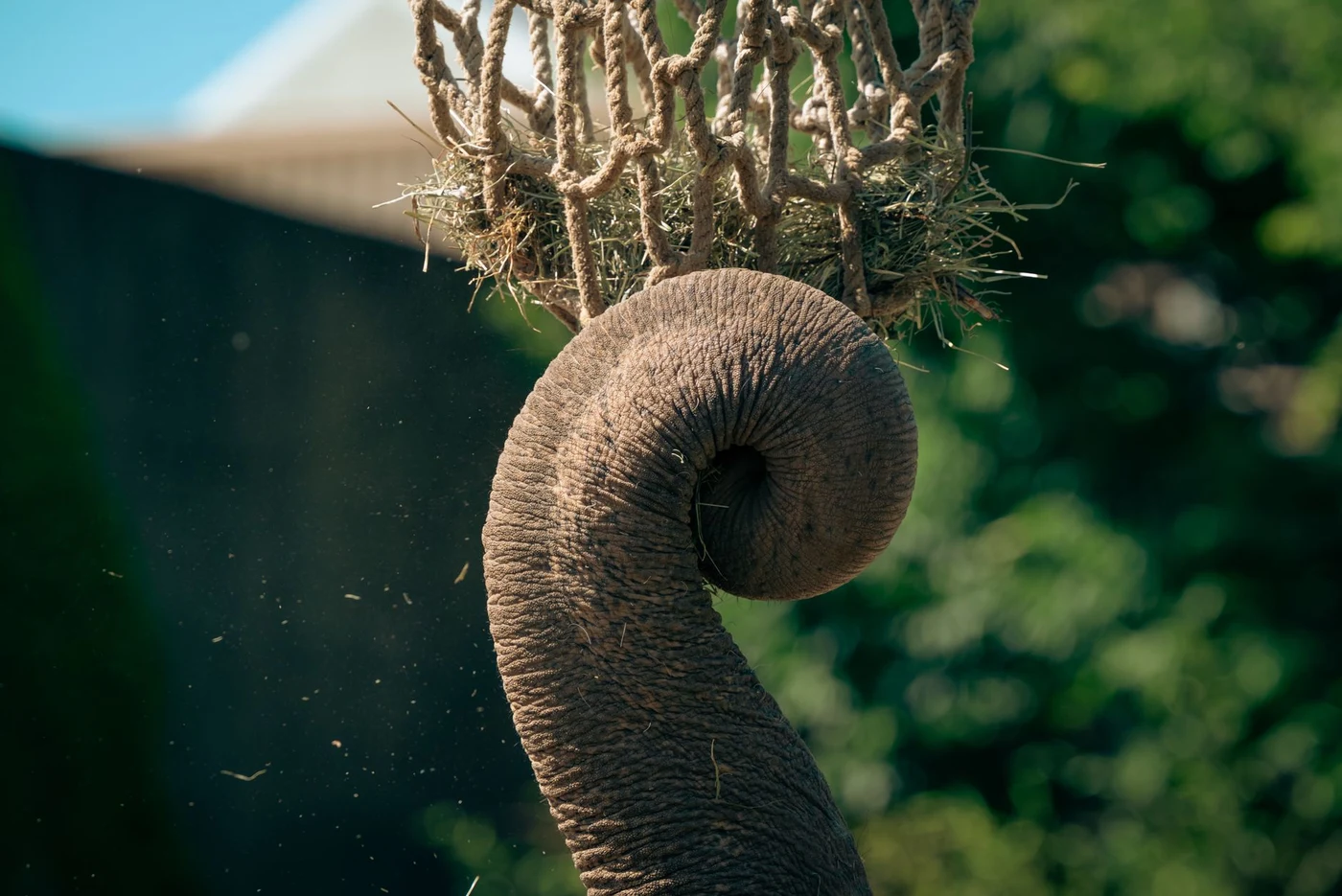 Elephant trunk curled up toward a hanging bundle of hay