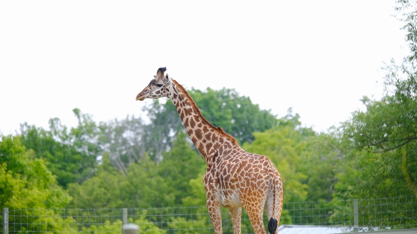 Single giraffe standing among green trees behind a fence