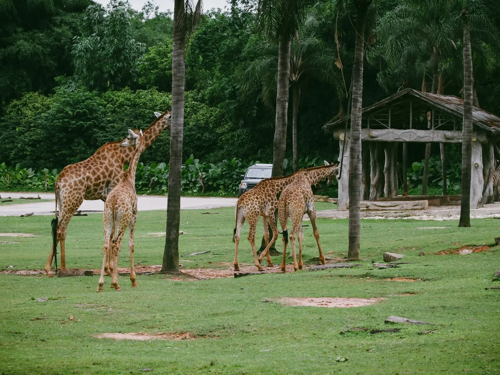 Phu Quoc Safari 2026: Tickets, Hours, VinWonders Combo