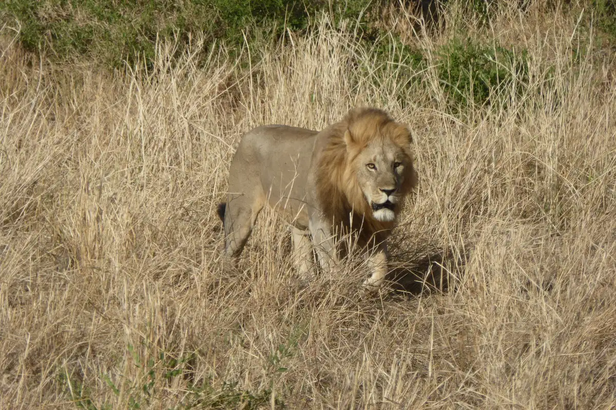 Male lion walking through tall dry grass