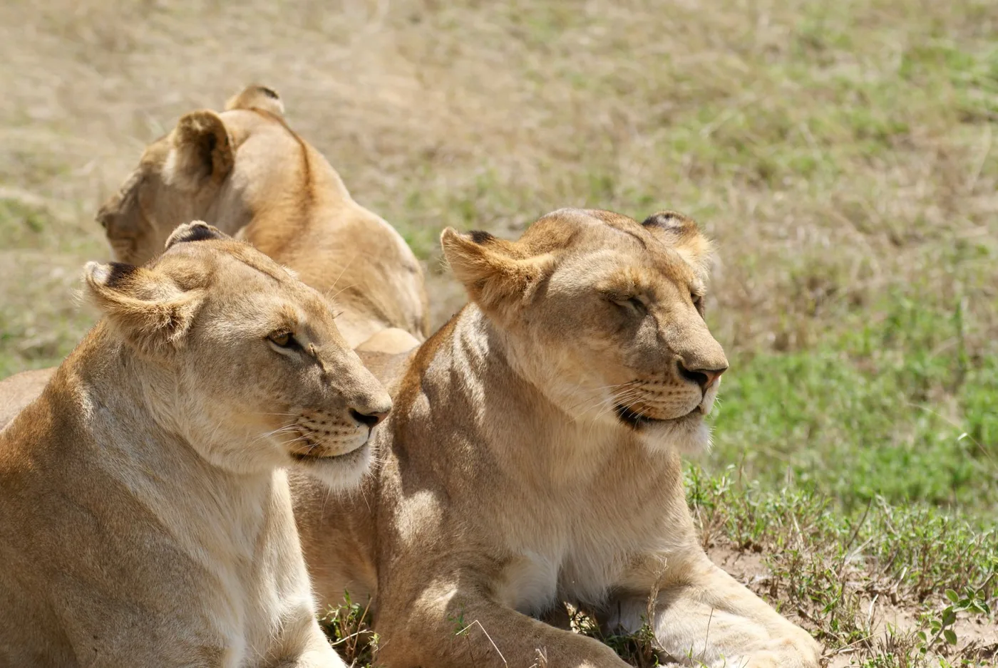 Two lionesses resting in dry grass in the sun