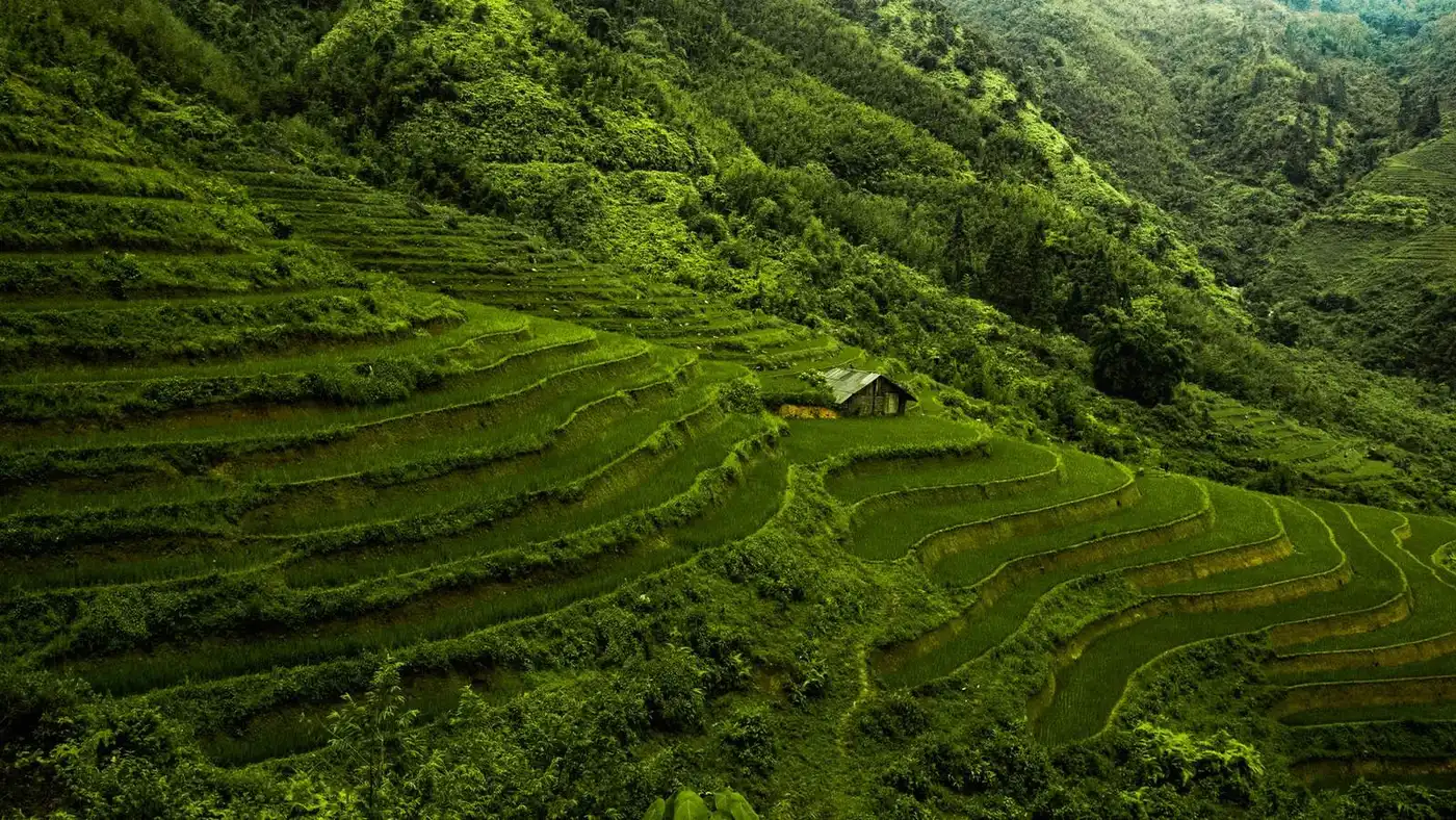 Fully green stepped terraces with a small farm hut on a steep slope