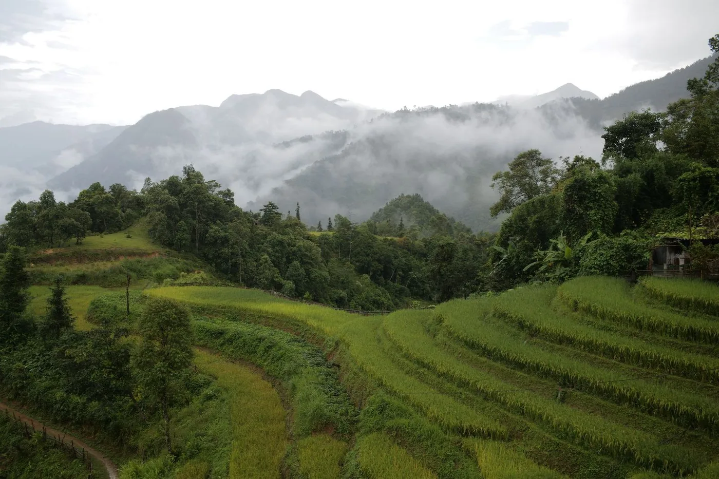 Low cloud over green and yellow rice terraces and forested hills