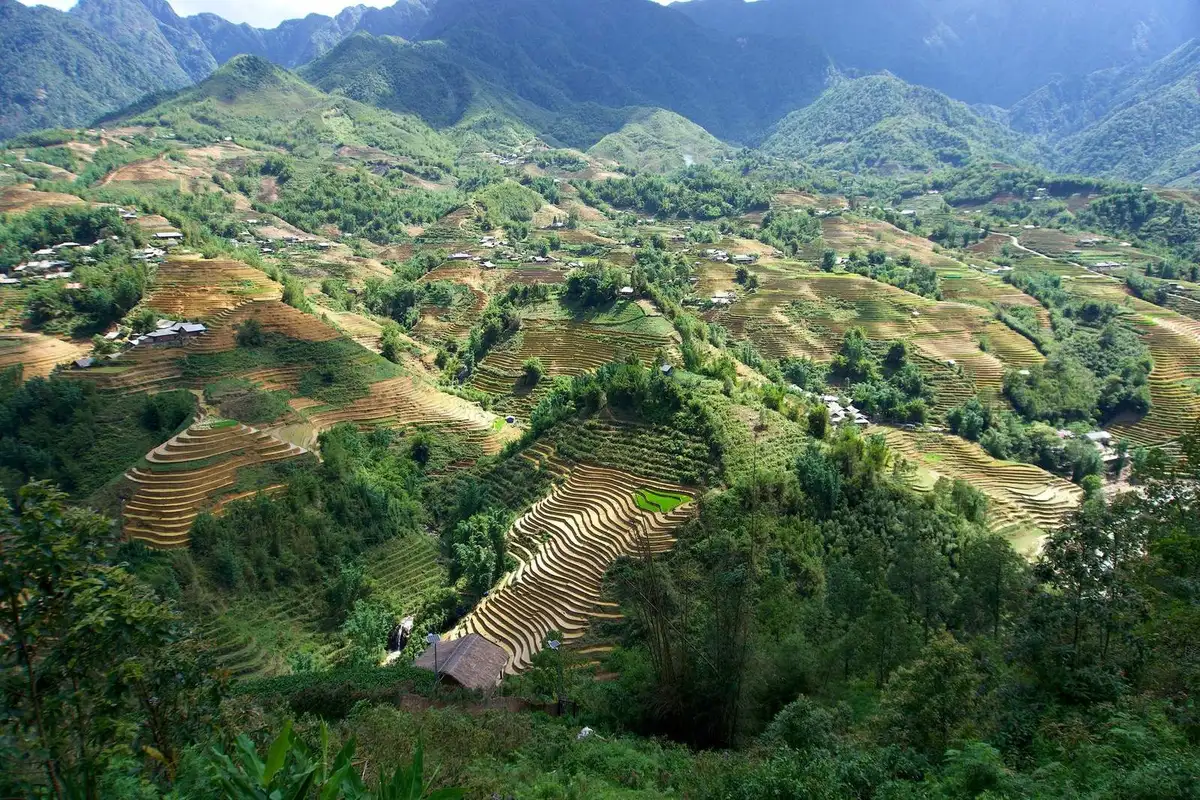 Golden-green rice terraces stretching across a Sapa hillside