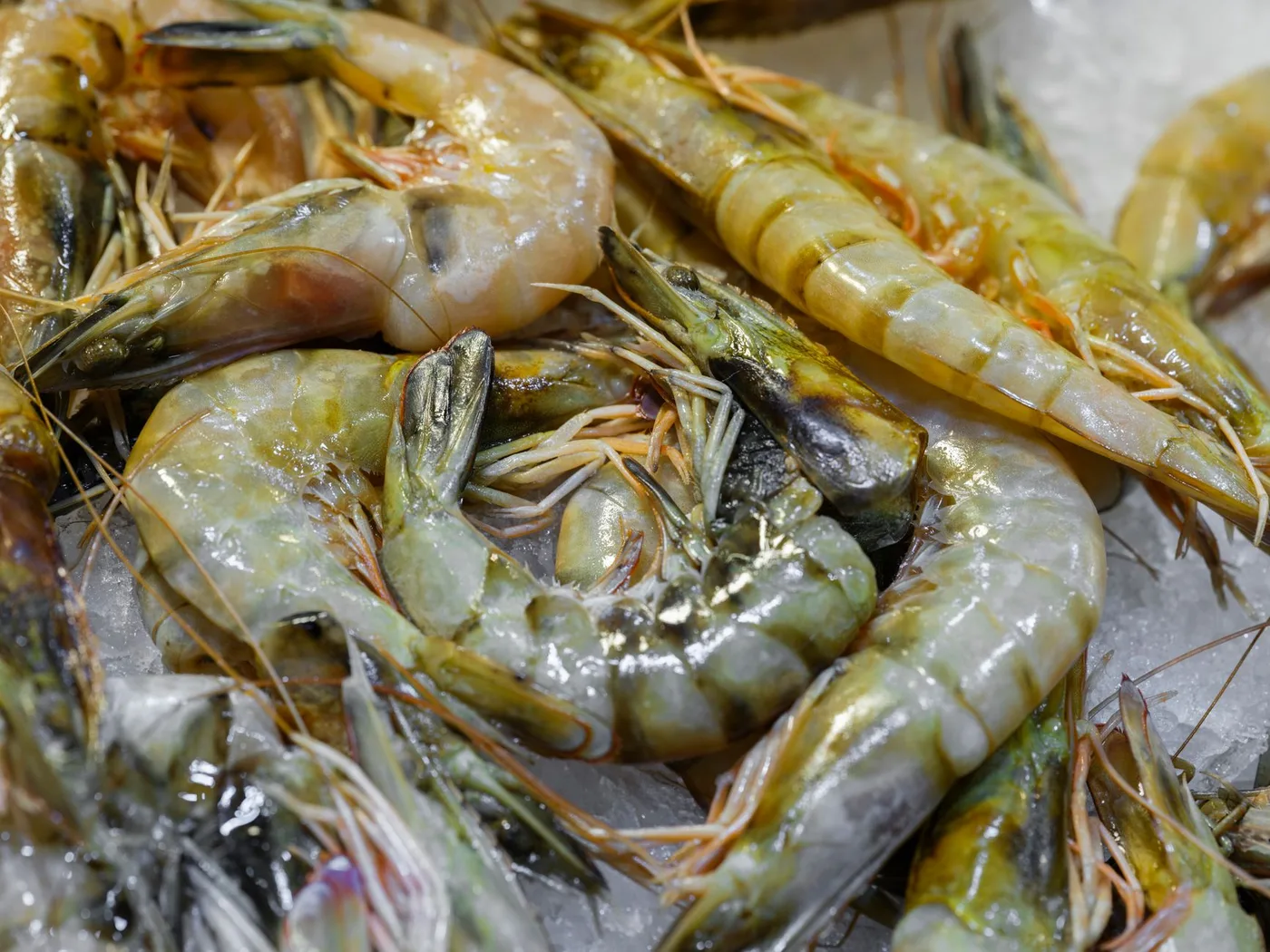 Raw shrimp laid out on ice at a market stall