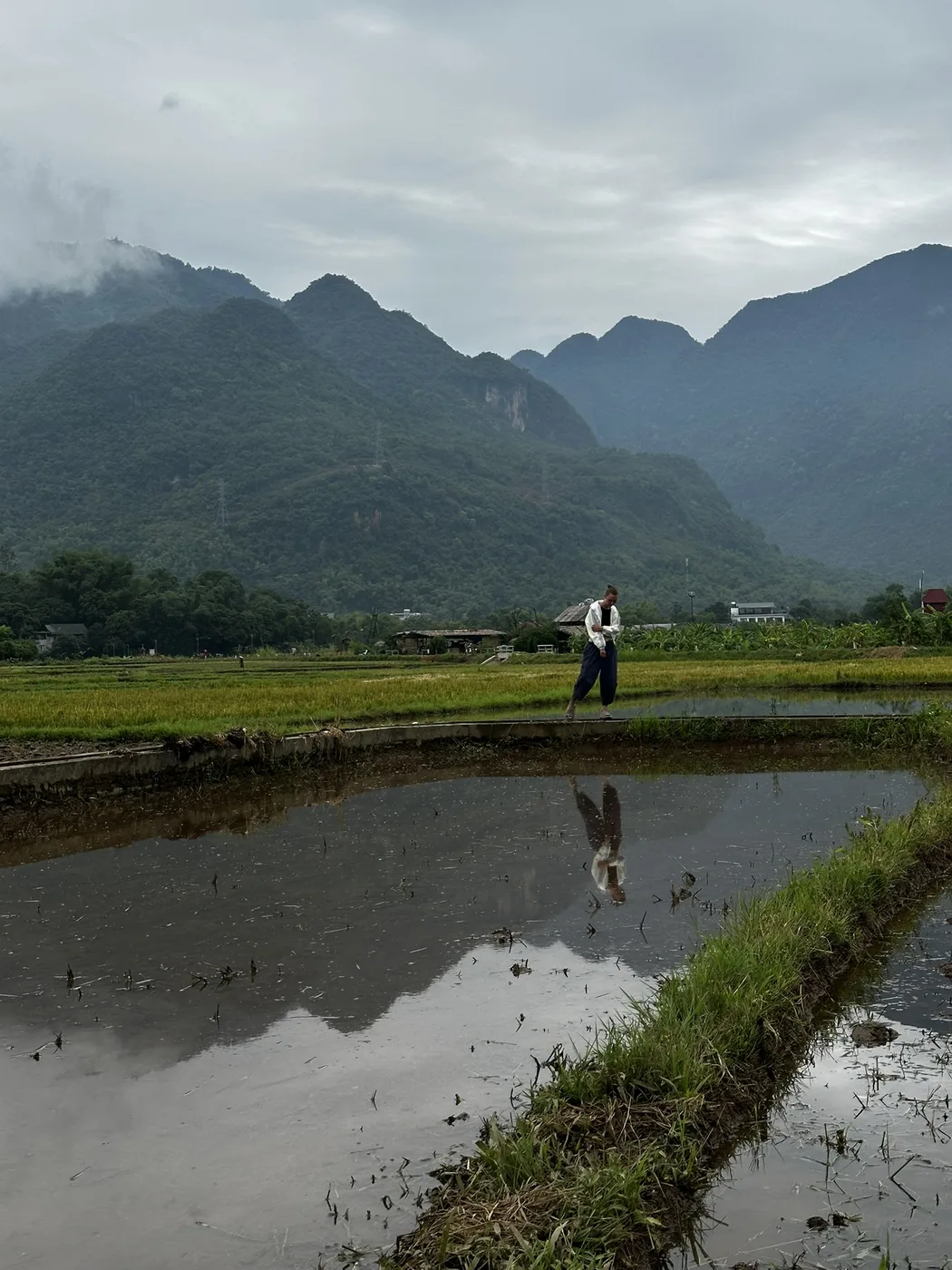 Rice valley with karst hills seen from a terrace in Ninh Binh