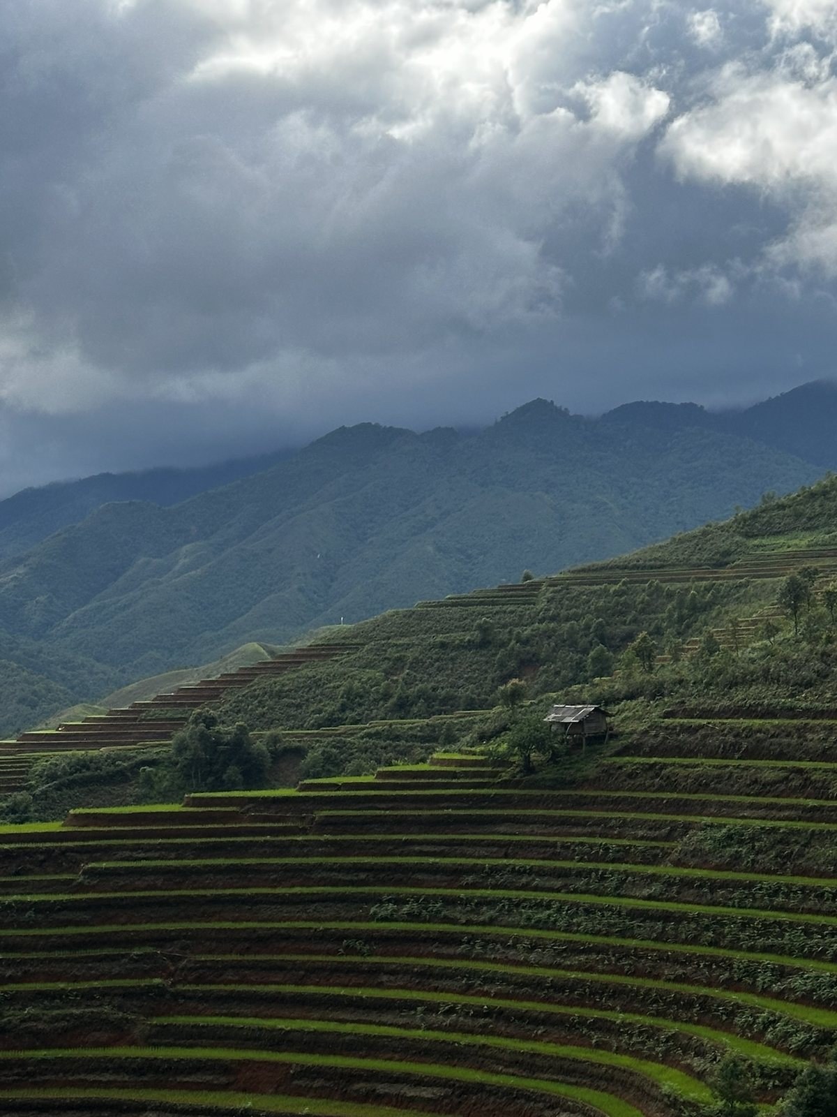 Vietnam terraced fields on steep mountain slope with grey clouds