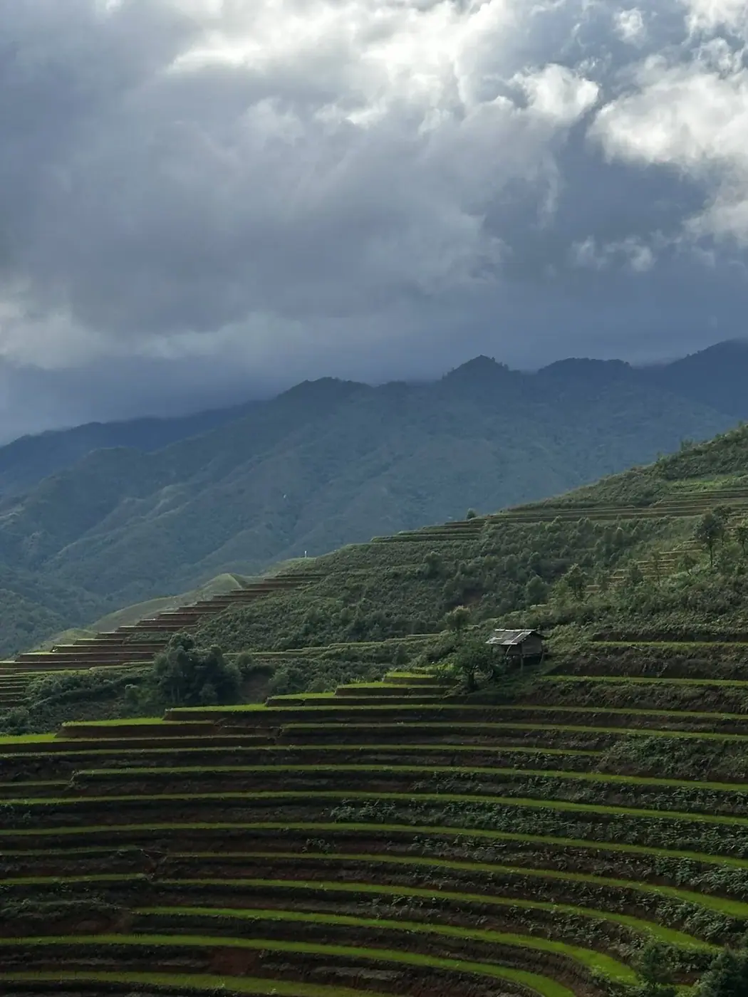 Vietnam terraced fields on steep mountain slope with grey clouds