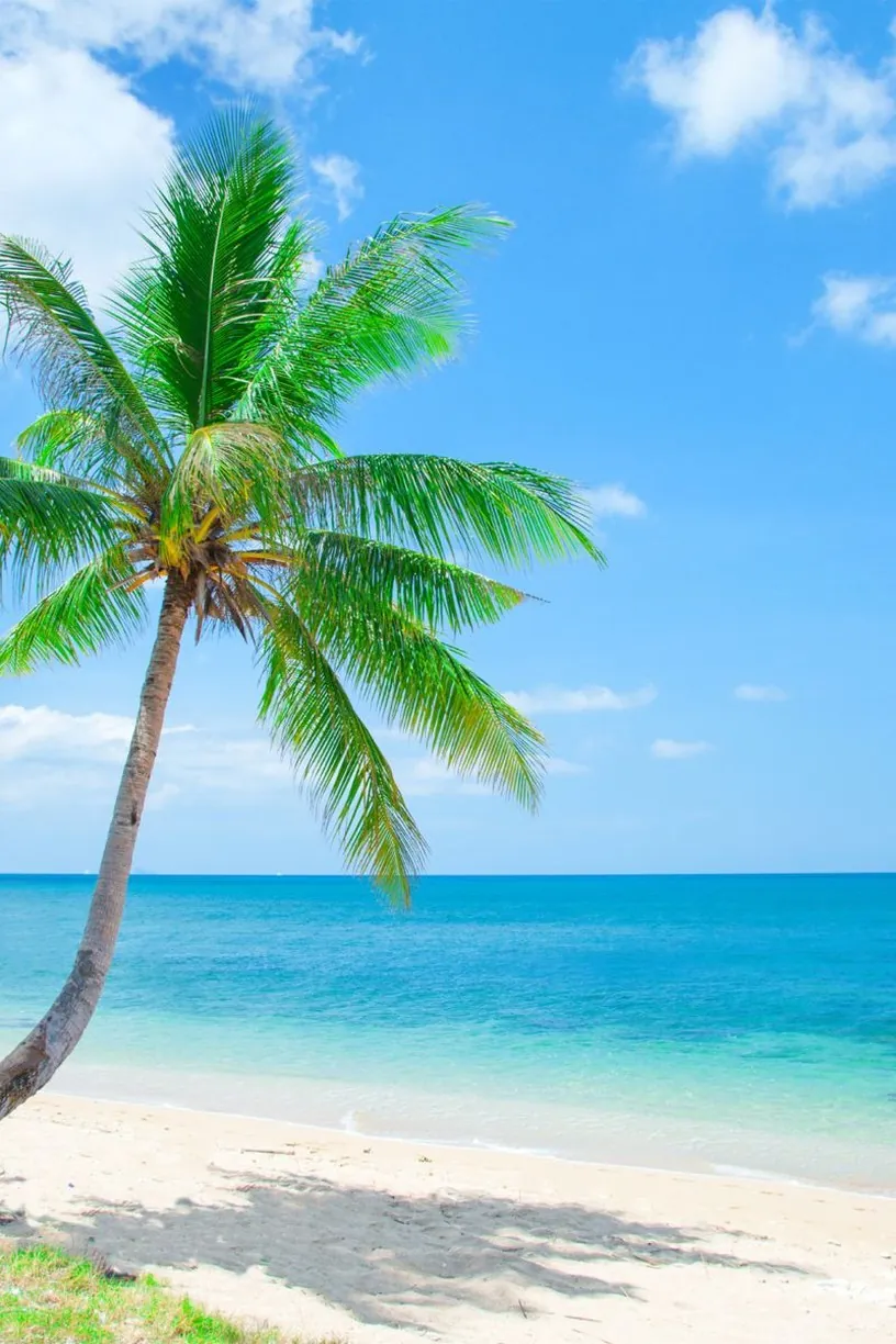 When to Book a Vietnam Tour in 2026: Early-Booking Guide and Real Prices