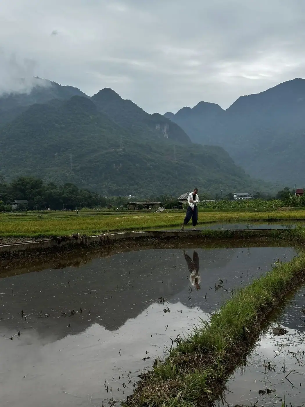 Rice paddy field with limestone mountains in northern Vietnam