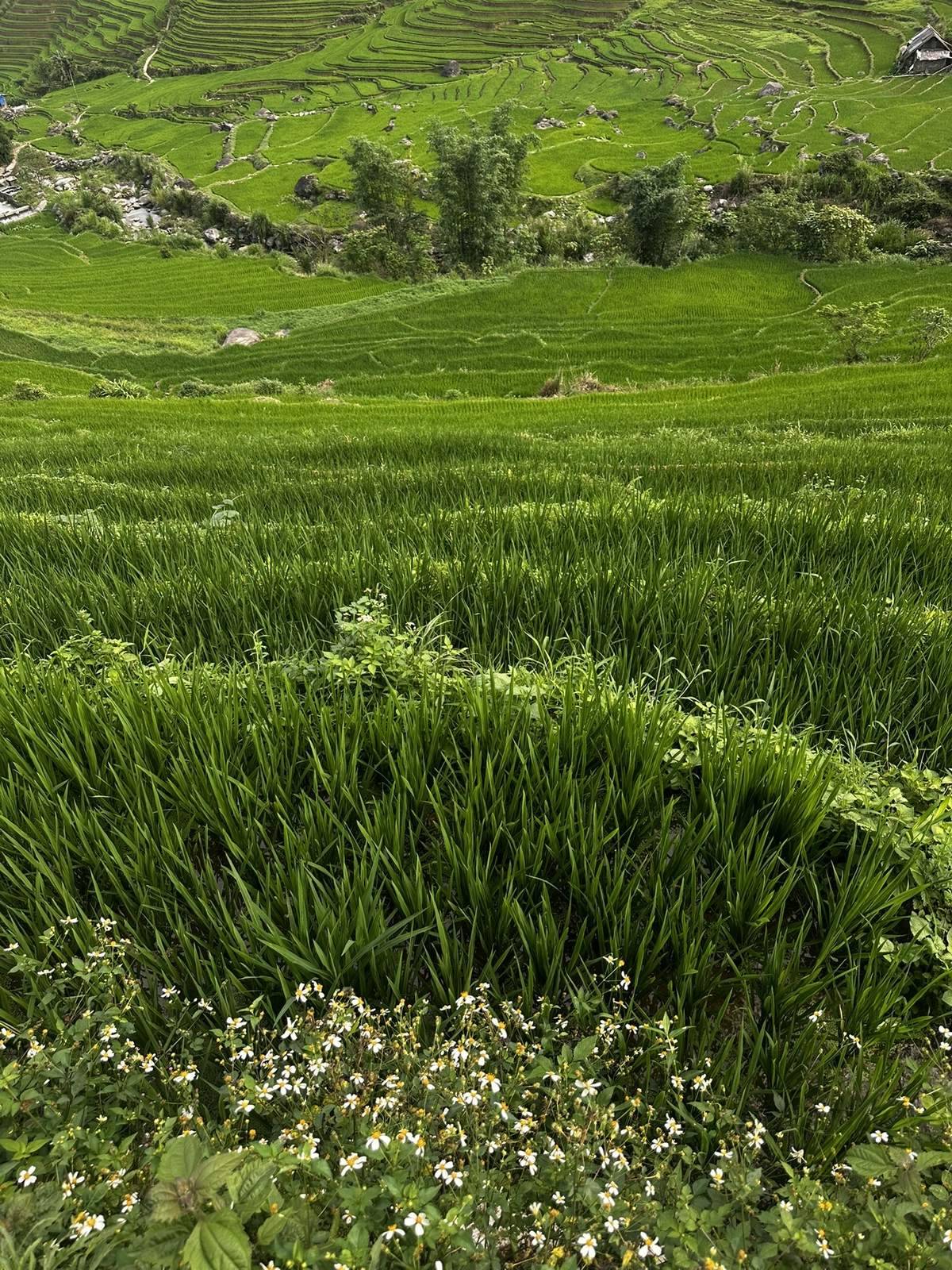 Rice terraces in the Sapa mountains of northern Vietnam