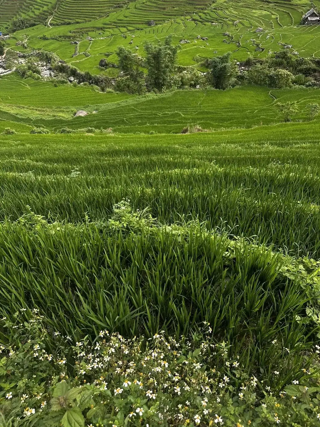 Rice terraces in the Sapa mountains of northern Vietnam