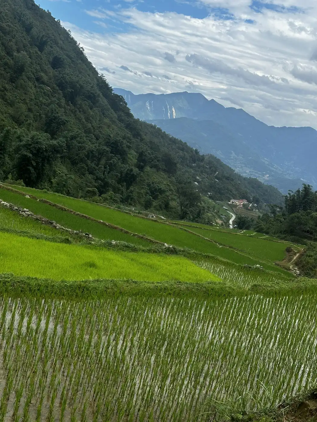 Terraced fields in the Muong Hoa valley near Sapa