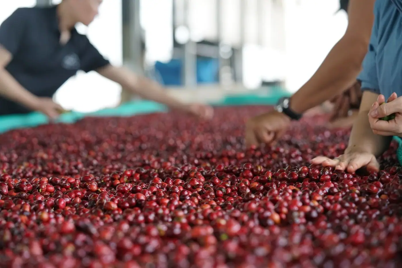 Workers sorting fresh coffee cherries at a Lam Dong plantation in Vietnam