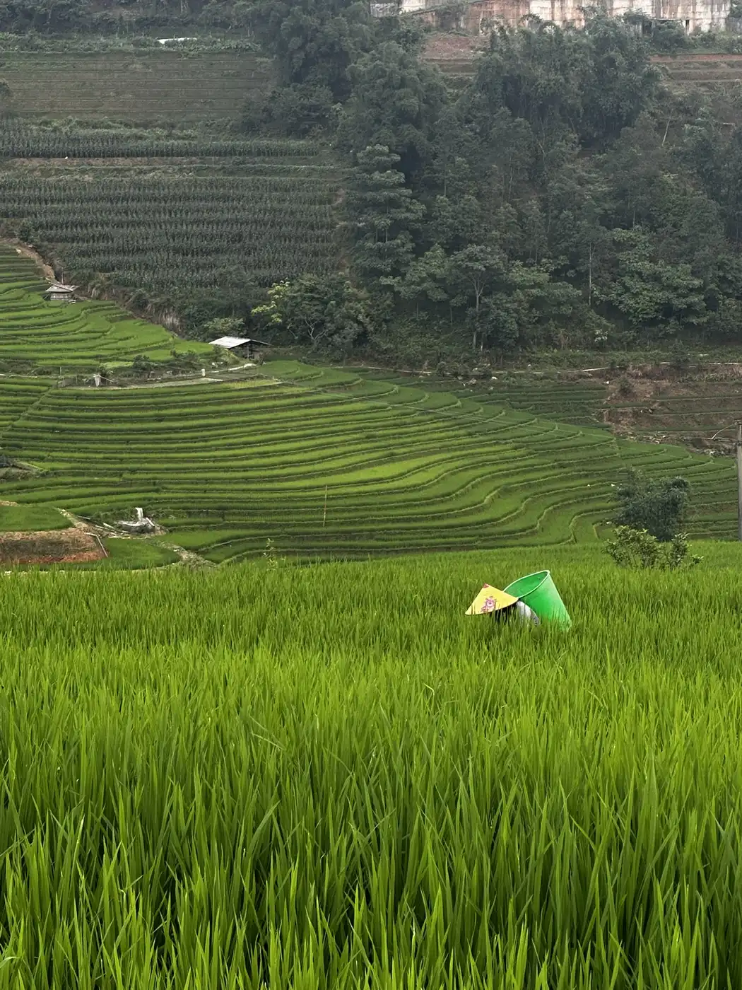 A farmer works among bright green rice stalks in a mountain valley
