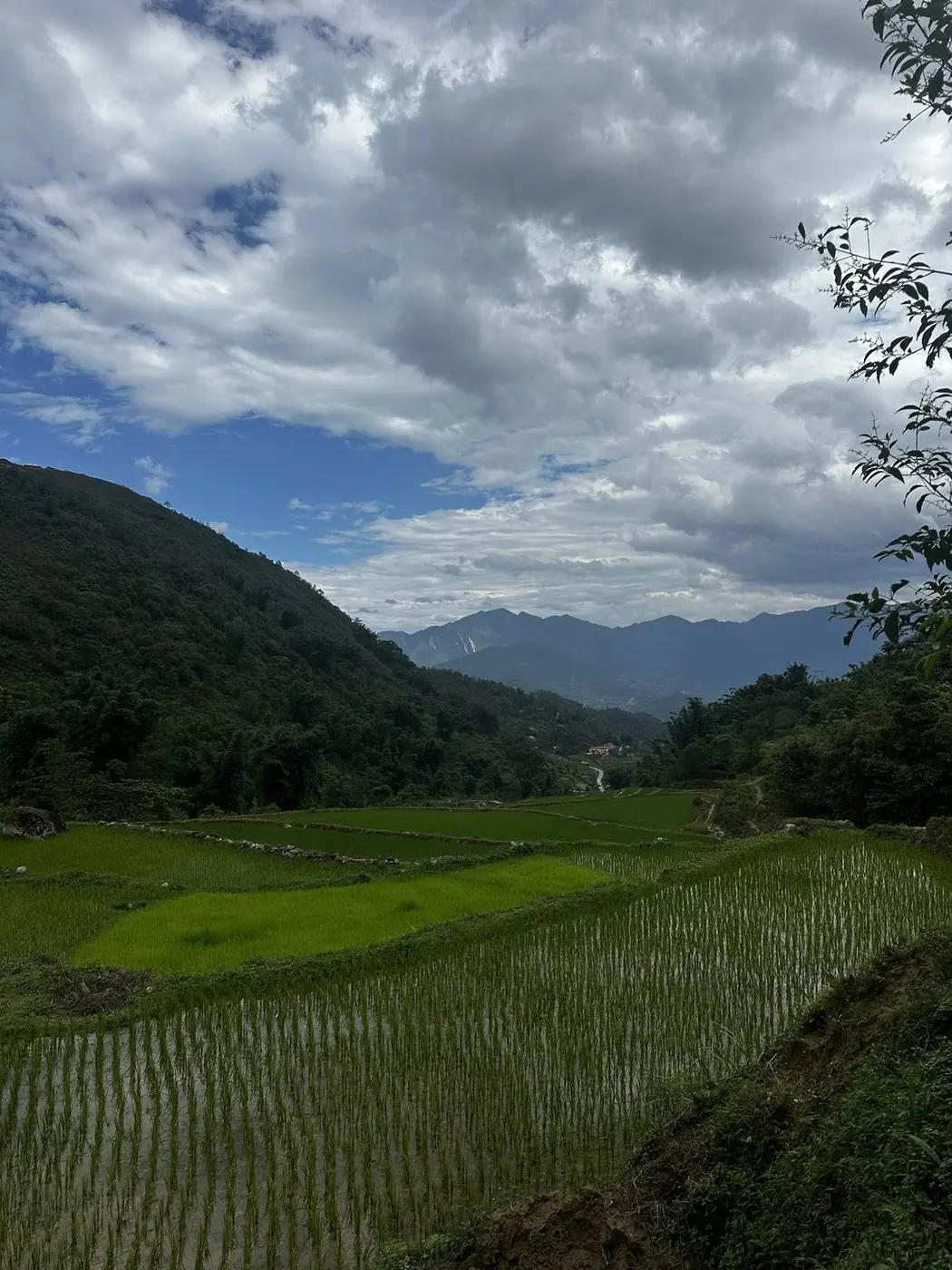 Rice terraces under clouds in the hills near Sapa