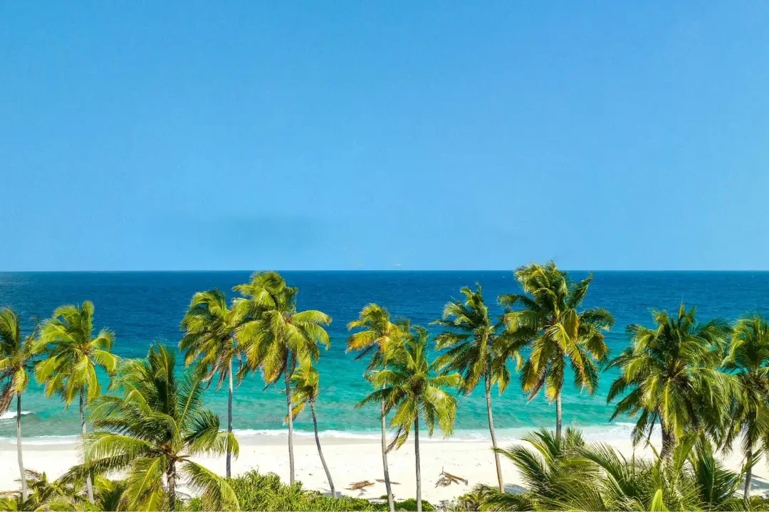 an empty tropical beach lined with palm trees and turquoise water