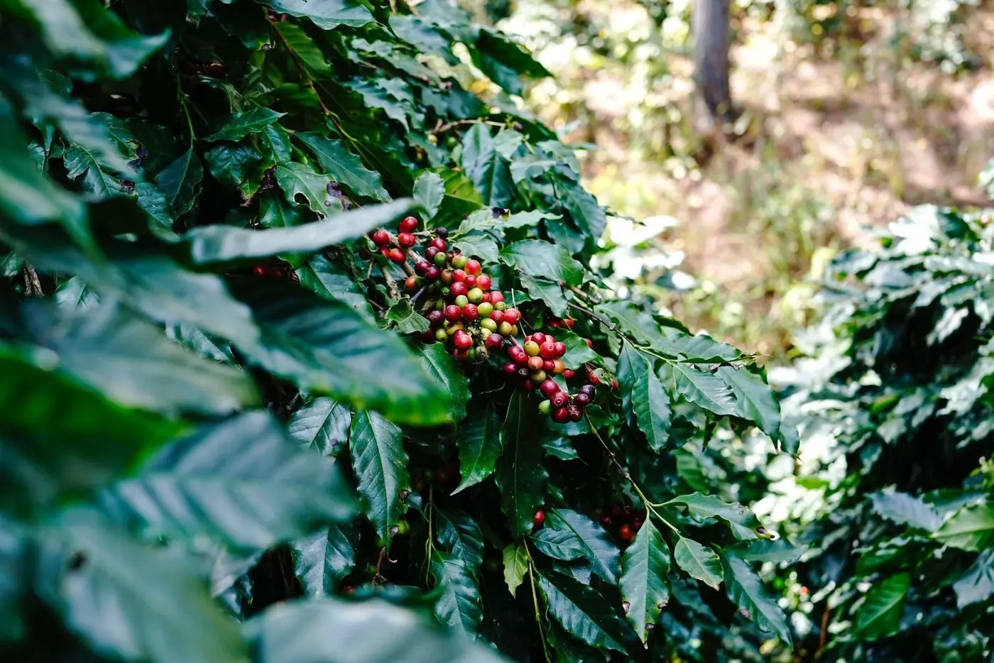 Ripe robusta coffee cherries growing on a branch in Vietnam’s Central Highlands