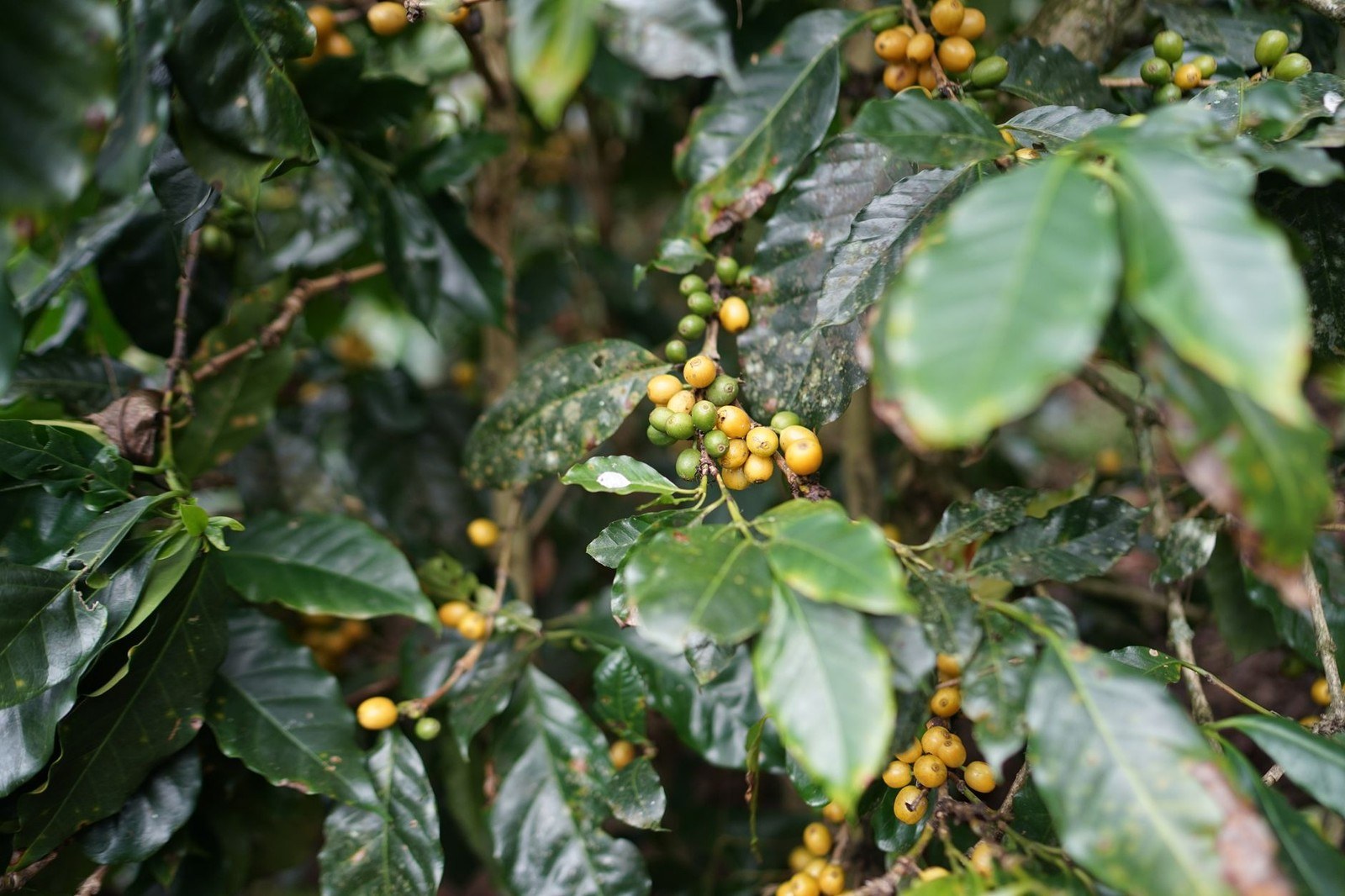 Ripe and unripe coffee cherries on a Robusta coffee plant branch in Vietnam’s Central Highlands