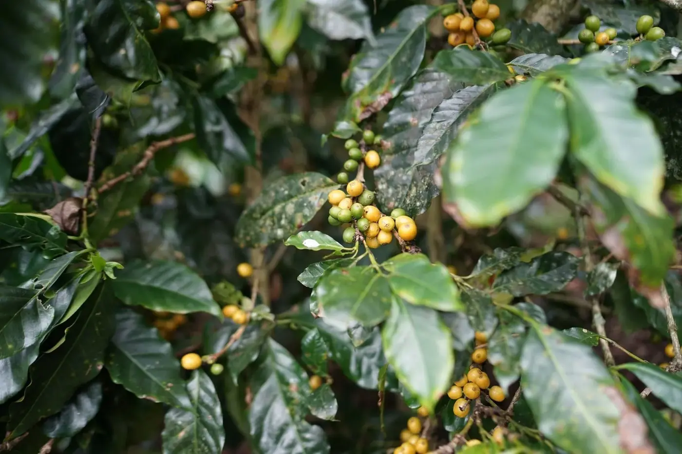 Ripe and unripe coffee cherries on a Robusta coffee plant branch in Vietnam’s Central Highlands
