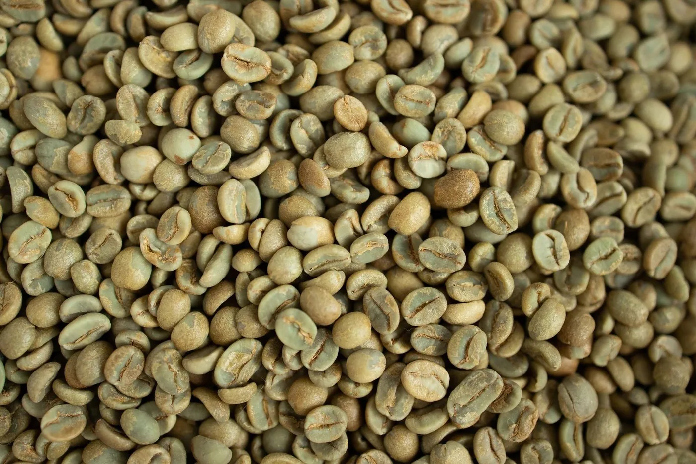 Pile of unroasted robusta coffee beans