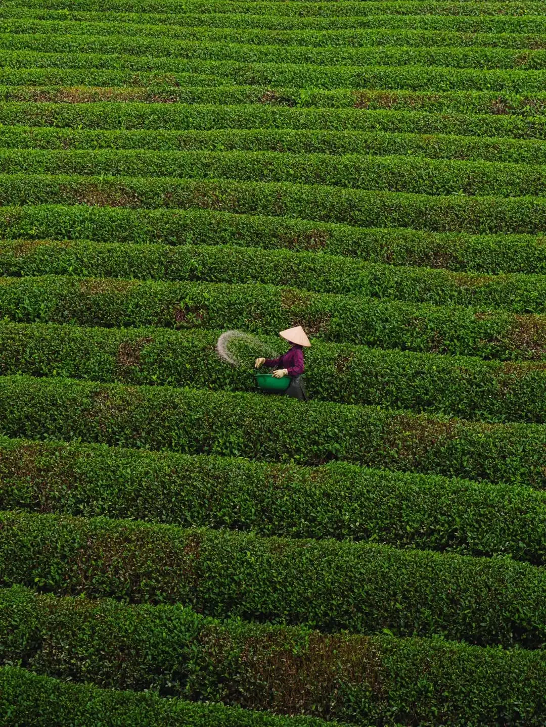 Vietnam